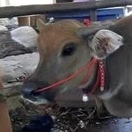tỏii