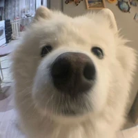 tg cutii