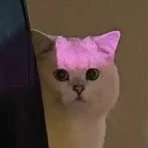 chủ tus bị ăn cơm cho