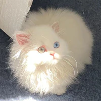 MeoMéo