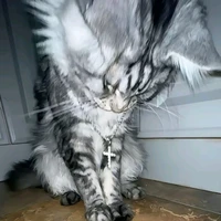 Tác giả thích ngủ 💤😴