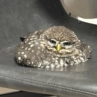 Hệ thống Dễ thương vl