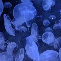 Nhân vật phụ nam