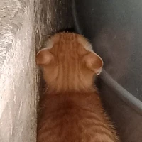 PéppBơ sai đệp chêuu