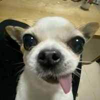 tác giả