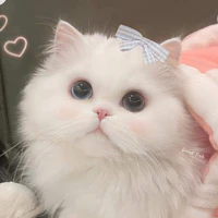 meo meo (bơ)