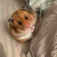 Hế thộng ( Chin )