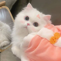 Cherry🍒( pet của hùng)
