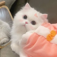 Cherry🍒( pet của hùng)