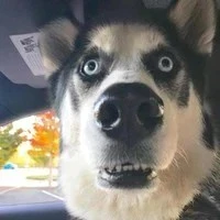 đồ chó ngu bách gia