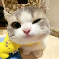 thaovyy
