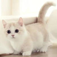 béo[thịnh]