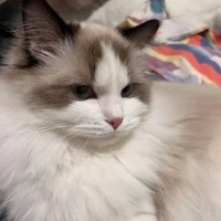 Hệ thống - Homie