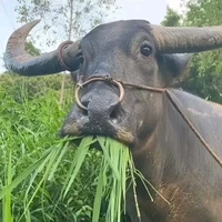 Tác Giả Là 1 Con Trâu