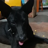 Bé Nguyễn Ngọc Pháo