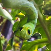 Sanli tongtai