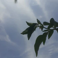 Phương Uyên(t/giả)
