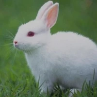 Thỏ độc lạ Việt Nam=)