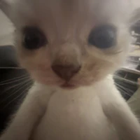 wd cute s1 vn
