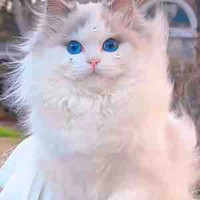 Suu _hệ thống ZHR