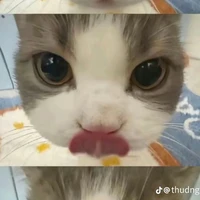tác giả 