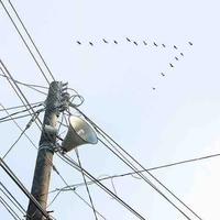 Người hầu đại trà