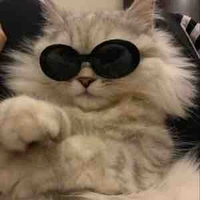 All top (trừ ai thì trừ)