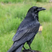 Quạ