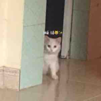 Tác giả