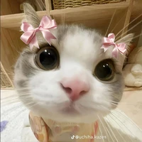 nhỏ t/g 