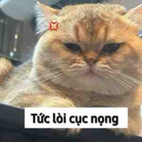 NVP nam