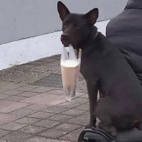 gâu gâu 🐶