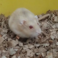 Dừa