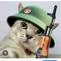 mèo báo