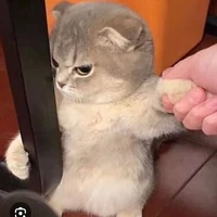 Tác giả:))