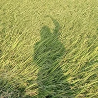 nhỏ t/g
