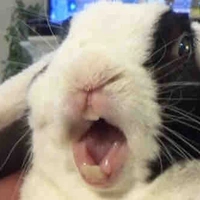 Pet thỏ của monika