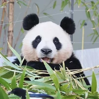 Fubao đại thần