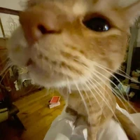 All - Tất cả mọi người ✨