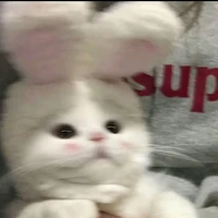 Thor🐰 t/g