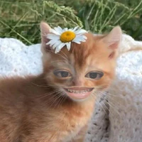 meoooo