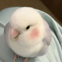 All (trừ ai cần trừ)