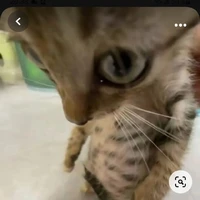 quần chúng chết hết