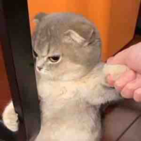Meo meo