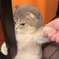 Meo meo