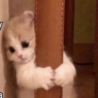 Nhỏ tác giả ｡⁠ꞈ⁠｡