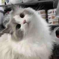 Moochi