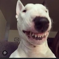 Alen - tác giả siêu đẹp