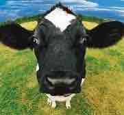 Nhân vật quần chúng