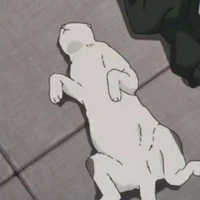 Mèo